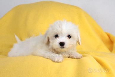 Maltese femmina disponibile