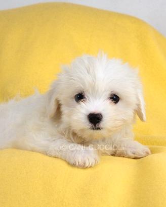 Maltese femmina disponibile