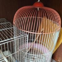 Gabbia uccelli