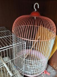 Gabbia uccelli