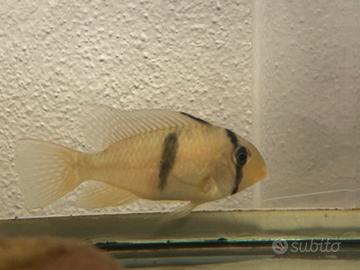 Ciclide Guinacara Dacrya