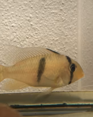Ciclide Guinacara Dacrya