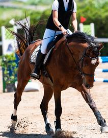 Cavallo
