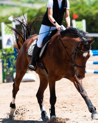 Cavallo