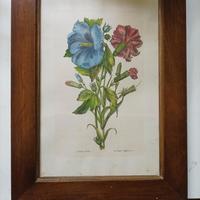 Stampe botaniche con cornice