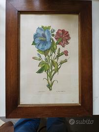 Stampe botaniche con cornice