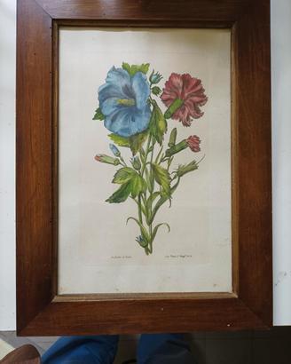 Stampe botaniche con cornice