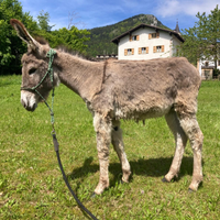 Asini asinelle asinelli asine pony