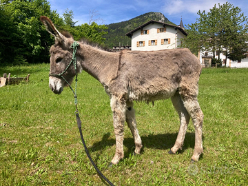 Asini asinelle asinelli asine pony