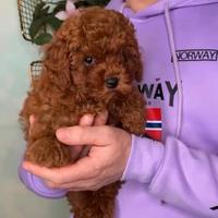 Cucciola Barboncino Mini Toy Red