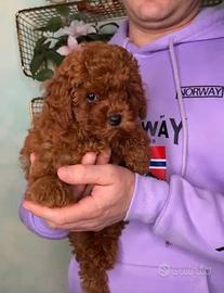 Cucciola Barboncino Mini Toy Red