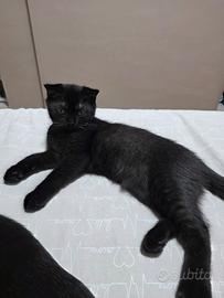 Gatto scottish straight cucciolo