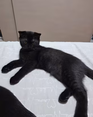 Gatto scottish straight cucciolo