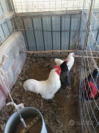 Galline