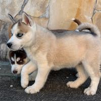 Cuccioli Siberian Husky