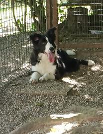 Cucciolotti di Border Collie