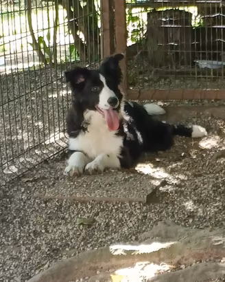 Cucciolotti di Border Collie