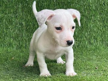 Jack Russell