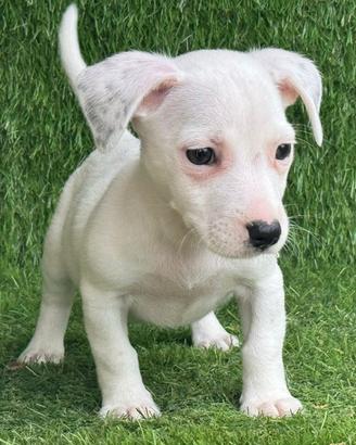 Jack Russell