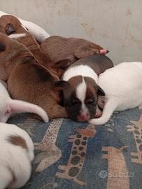 Staffordshire bull terrier