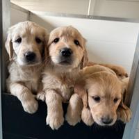 Cuccioli di golden Retriever linea inglese