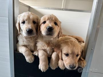 Cuccioli di golden Retriever linea inglese