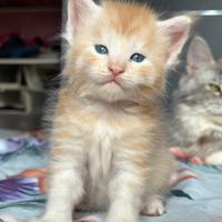 Cuccioli Maine Coon