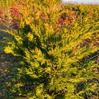 LEYLANDII