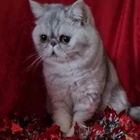 Exotic shorthair