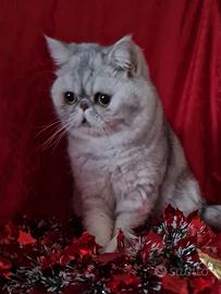Exotic shorthair