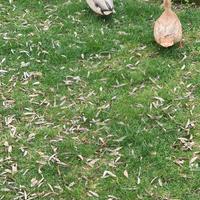 Coppia anatre mignon (call duk)