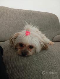 Bichon avanese minitoy