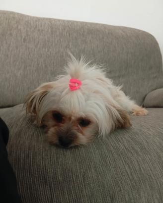 Bichon avanese minitoy