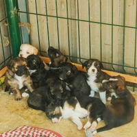 Cagnolini