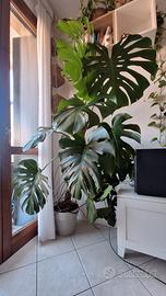 monstera pianta