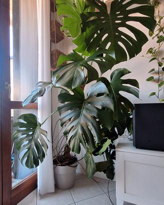 monstera pianta