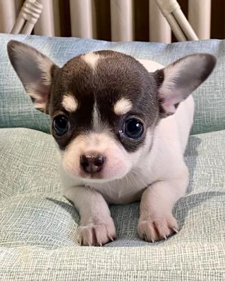 Chihuahua femmina