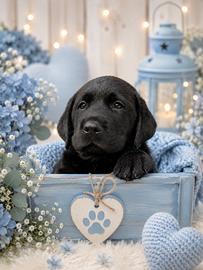 LABRADOR NERI CON PEDIGREE a Bergamo