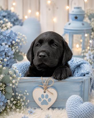 LABRADOR NERI CON PEDIGREE a Bergamo