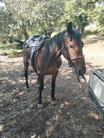 Cavalla