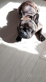 Bulldog francese
