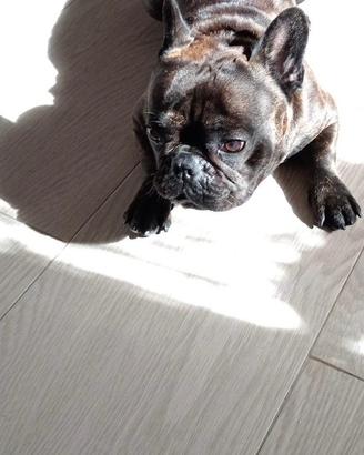 Bulldog francese