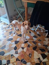 Adozioni