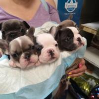 Prenotazioni cuccioli bull dog francesi