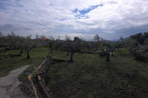 Terreno - San Pietro Clarenza