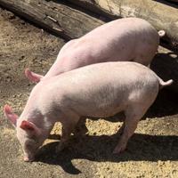 Allevamento suini Farina Antonio