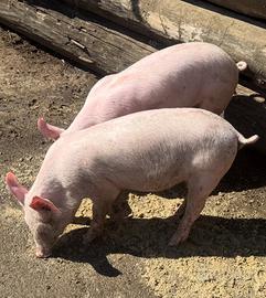 Allevamento suini Farina Antonio