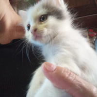 Gattini nati il 4 agosto