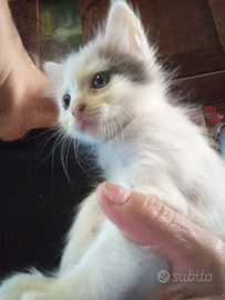 Gattini nati il 4 agosto