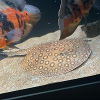 Razza potamotrygon motoro